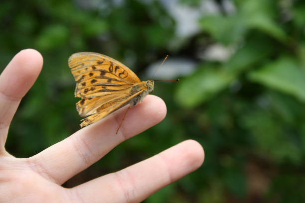 istock A tiger butterfly sits on a child's palm. 1339985826