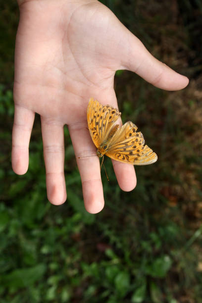 istock A tiger butterfly sits on a child's palm. 1339985852