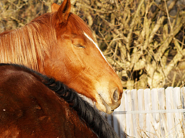 cavalo na noite sol - schlafend imagens e fotografias de stock