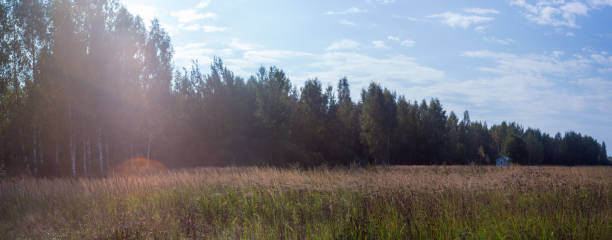 Landscape panorama of meadow with green grass and trees and blue cloudy sky