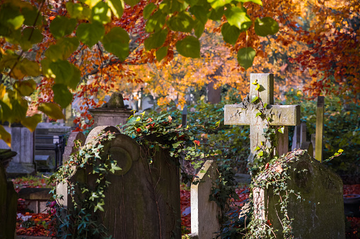 Overgrown graveyard in Brompton Cemetery during autumn season in London, England