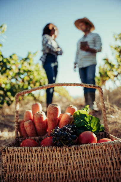 istock Two young students working on university project standing in vineyards researching on digital tablet with fresh vegetable basket 1339988372
