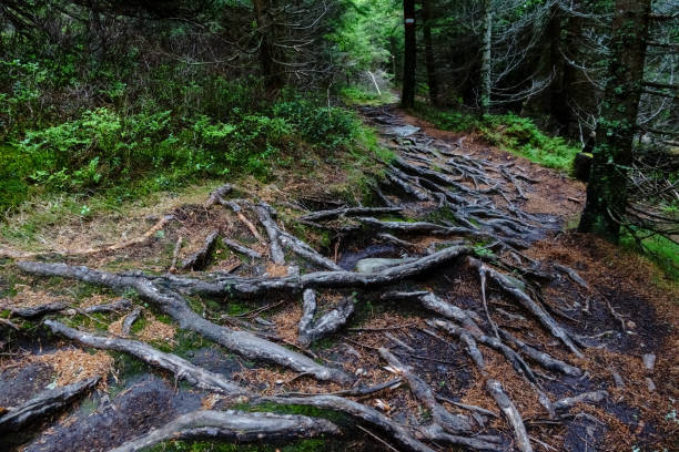 Path with obstacles leading through the forest