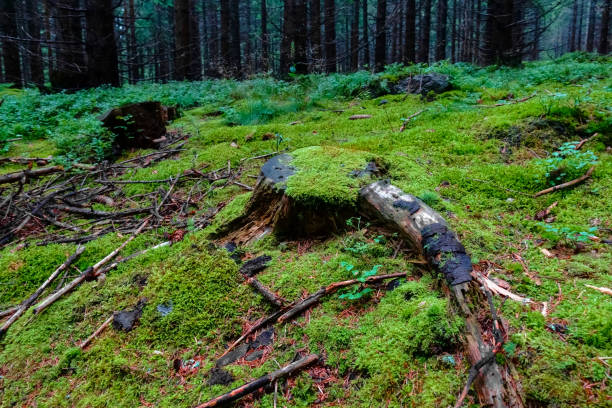 istock tree trunks in a a forest with wonderful green fresh moss and plants 1339988456