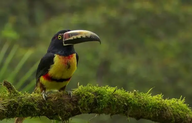 aracari, araçari is any of the medium-sized toucan together with the saffron toucanet, make up genus the Pteroglossus