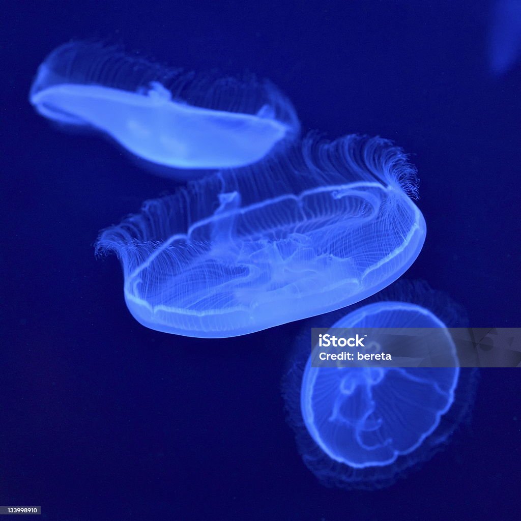 jellyfishes - クラゲのロイヤリティフリーストックフォト