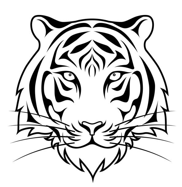 ilustrações, clipart, desenhos animados e ícones de o rosto do tigre, isolado no fundo branco - animals in the wild white background animal black and white