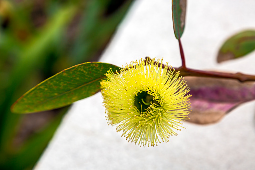Close-up single yellow flower from eucalyptus tree against mostly light background: eucalyptus preissiana (Bell-fruited Mallee)