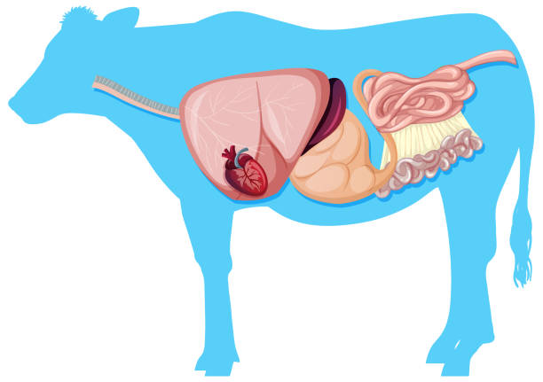 istock Internal anatomy of cow with organs 1339990494