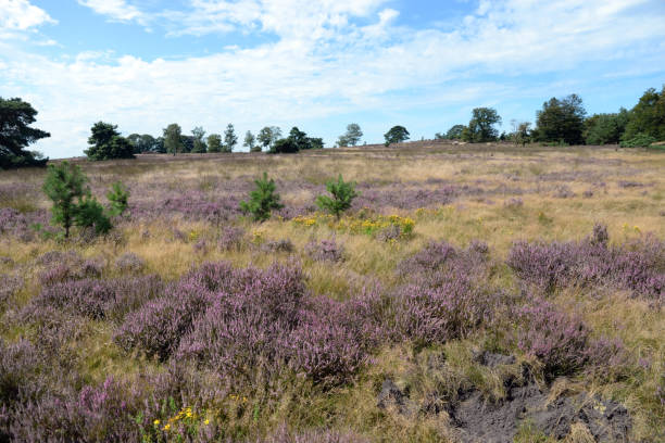 istock Flowering heather in the Veluwe area 1339990613