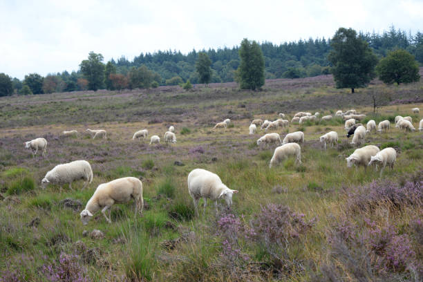 istock Flock of sheep grazing on Ermelo Heath 1339990814