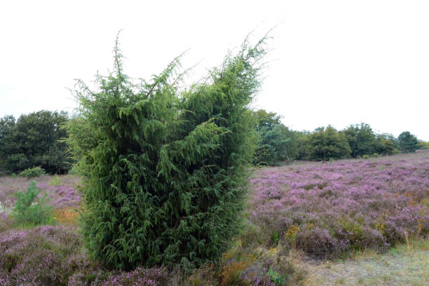 istock Flowering heather in the Veluwe area 1339990955