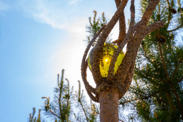 Magical wooden coniferous staff with golden amber sphere glowing in the sun on blurred natural background