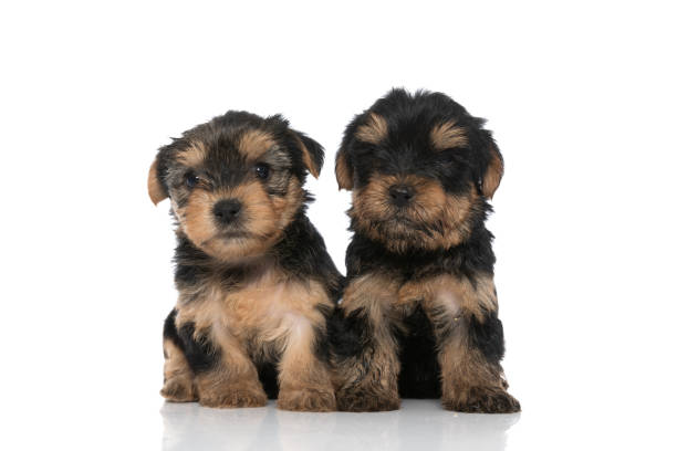 istock two beautiful yorkshire terrier dogs feeling sleepy 1339992895