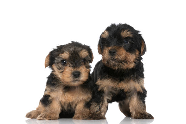 istock two cute yorkshire terrier dogs looking one way 1339993003