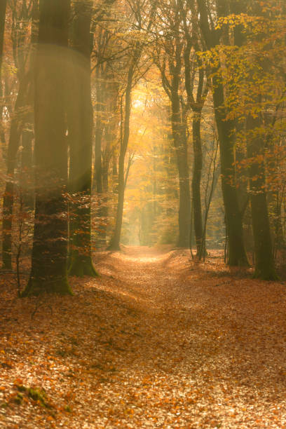 istock Path through a gold colored forest during a beautiful sunny fall day 1339993575