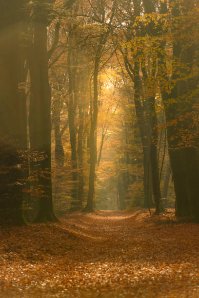 istock Path through a gold colored forest during a beautiful sunny fall day 1339993633