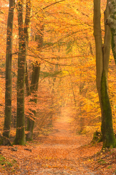 istock Path through a gold colored forest during a beautiful sunny fall day 1339993656