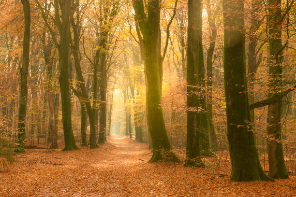 istock Path through a gold colored forest during a beautiful sunny fall day 1339993729