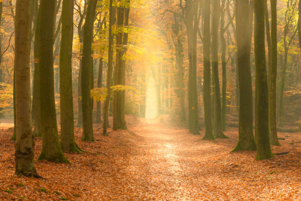 istock Path through a gold colored forest during a beautiful sunny fall day 1339993742
