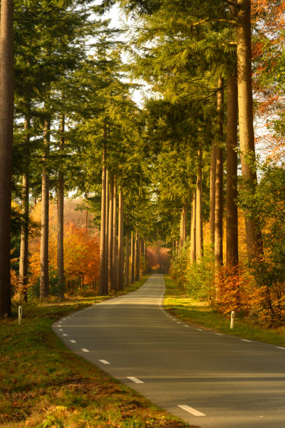 Road through a gold colored forest during a beautiful sunny fall day The forest ground of the Speulder and Sprielderbos in the Veluwe nature reserve is covered with brown and yellow fallen leaves and the road is disappearing in the distance. The sunlight is giving the forest a beautiful fall atmosphere.