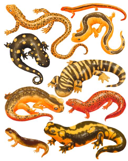illustrations, cliparts, dessins animés et icônes de ensemble de créatures salamandre aquarelle réaliste peinte à la main - salamandre