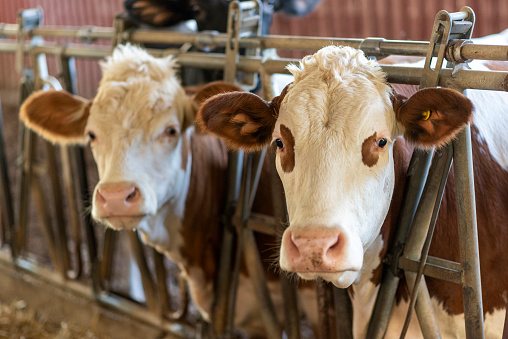 animals in a small cow farm