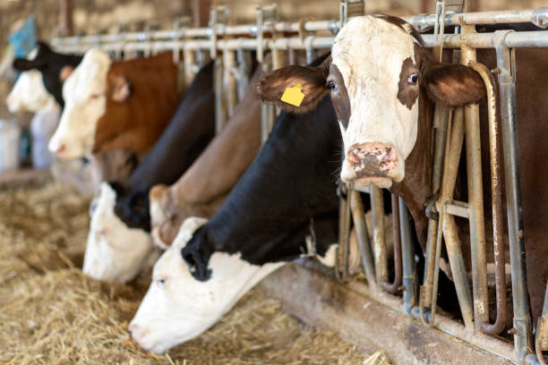 istock animals in a small cow farm 1339995646