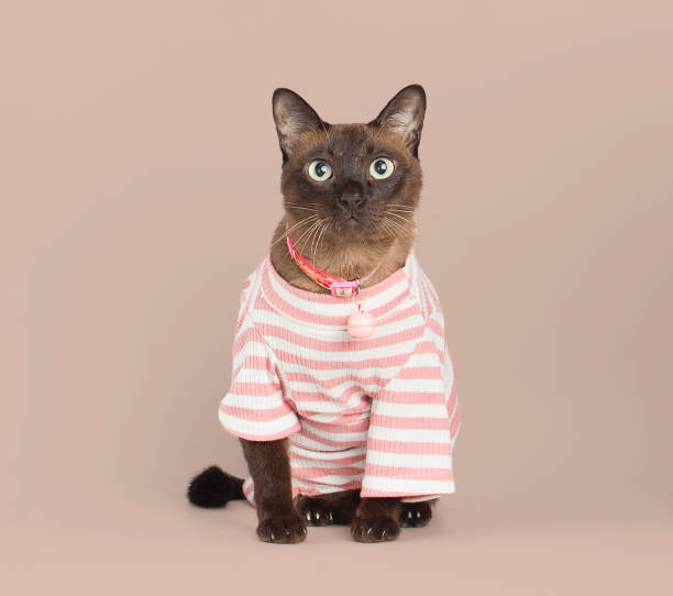istock pet Supalak Thai breed cat 1339996078
