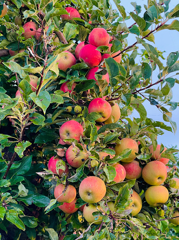 Close up of apples hanging on a  tree