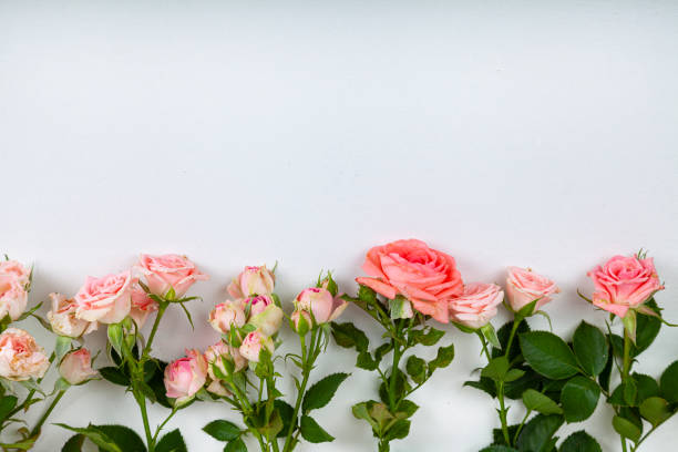 istock Pink roses on a light wooden background, 1339996912