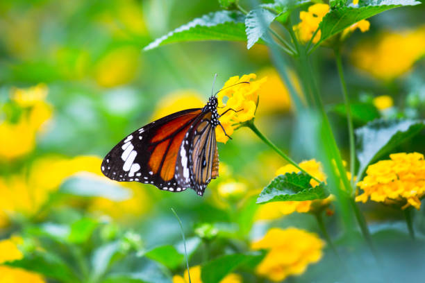 бабочка-монарх - бабочка-монарх, питаясь цветами в летнем саду. - tiger beauty in nature insects nature стоковые фото и изображения