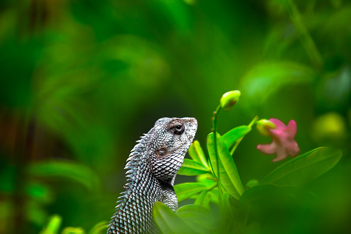 The oriental garden lizard, eastern garden lizard, bloodsucker or changeable lizard (Calotes versicolor) is an agamid lizard found widely distributed in in indo-Malaya. It has also been introduced in many other parts of the world.