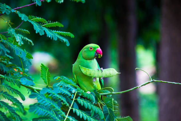 istock A Rose Ringed Parakeet on the tree in natural environment 1339997276
