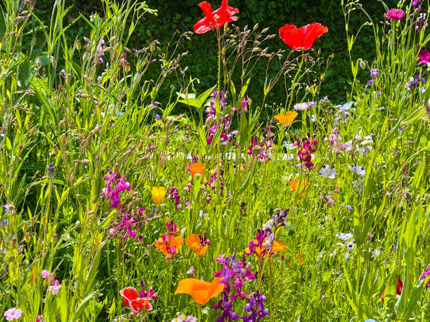 istock Colorful summer flowers in the meadow 1339997408