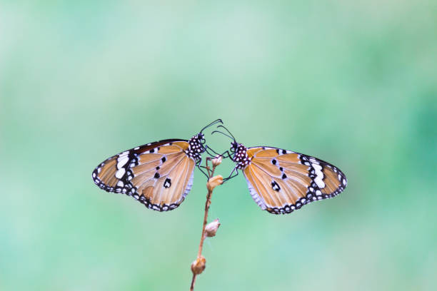 istock Danaus chrysippus, also known as the plain tiger, African queen, or African monarch, Danainae,  is a medium-sized butterfly widespread in Asia, macro shots, butterfly garden. 1339997793