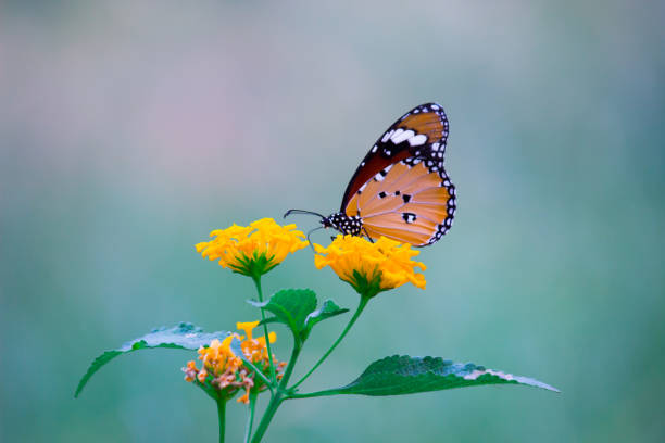 istock Danaus chrysippus, also known as the plain tiger, African queen, or African monarch, Danainae,  is a medium-sized butterfly widespread in Asia, macro shots, butterfly garden. 1339997885