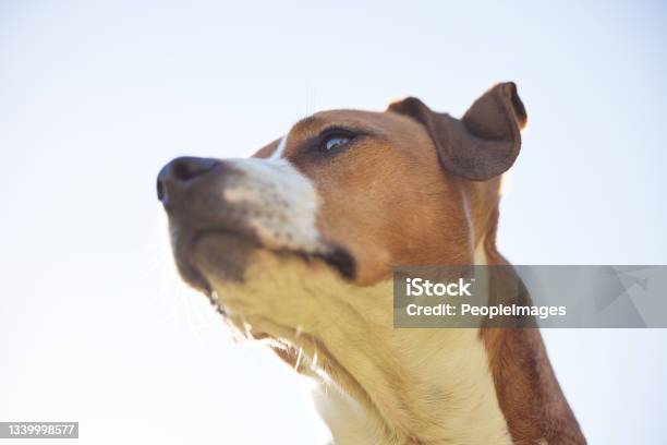 Low Angle Shot Of An Adorable Young Jack Russell Sitting Outside Against A Clear Sky Stock Photo - Download Image Now