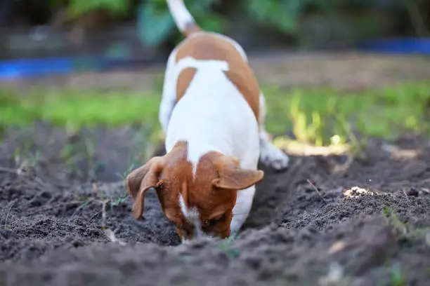 Photo of Full length shot of an adorable young Jack Russell digging a hole in the ground outside