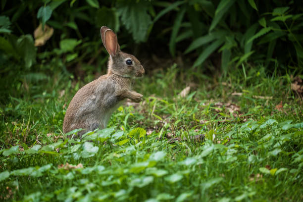 istock Young Rabbit In The Meadow 1339998741