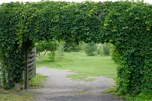 Green leaf arch gate. Natural plant frame background