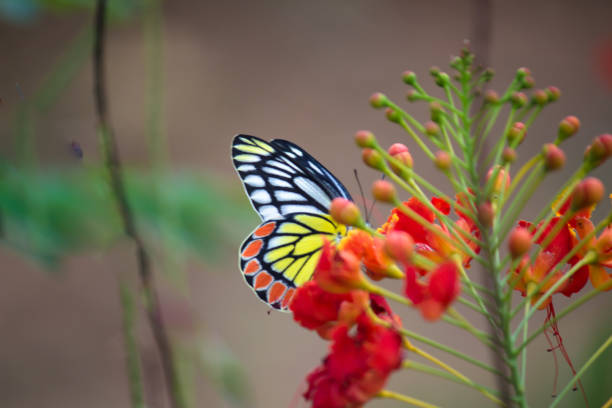 istock A female Delias eucharis, the common Jezebel, is a medium-sized pierid butterfly found resting on to the Royal Poinciana  plant in a public park in India. the striped colors of the butterfly is very attractive 1339999380