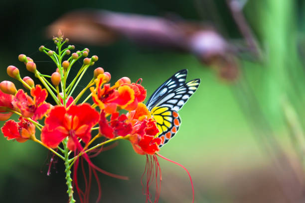 istock A female Delias eucharis, the common Jezebel, is a medium-sized pierid butterfly found hanging on to the flower plant in a public park in India. the striped colors of the butterfly is very attractive 1339999445