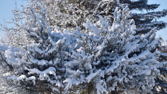snow stuck to tiny twigs of a tree