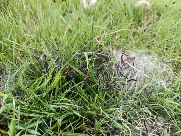 Pine Processionary (Thaumetopoea pityocampa) A caterpillar beetle nest made on pastures in spring. caterpillar's nest stock pictures, royalty-free photos & images