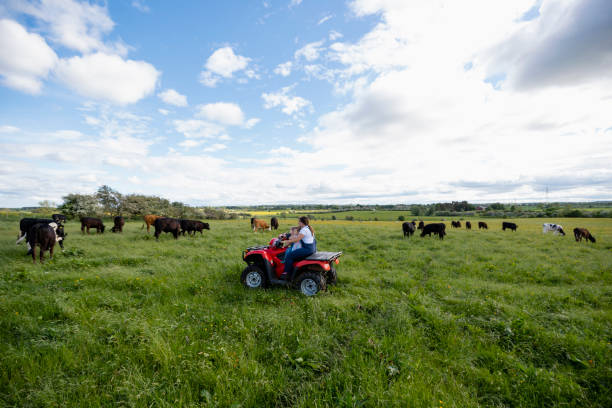 Learning From the Best A wide-view shot of a mother sitting on a quad bike with her two young daughters, she is at her farm in North East, England. A group of cows is nearby. The mother is teaching her Daughters about the farm. wide shot stock pictures, royalty-free photos & images