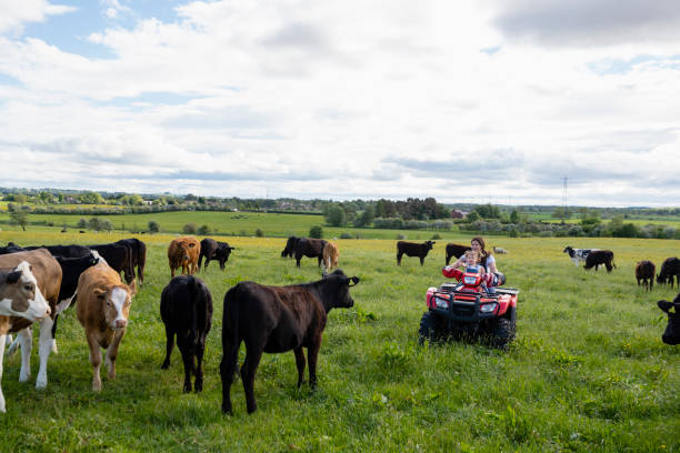 istock With Mummy on the Farm 1340002642