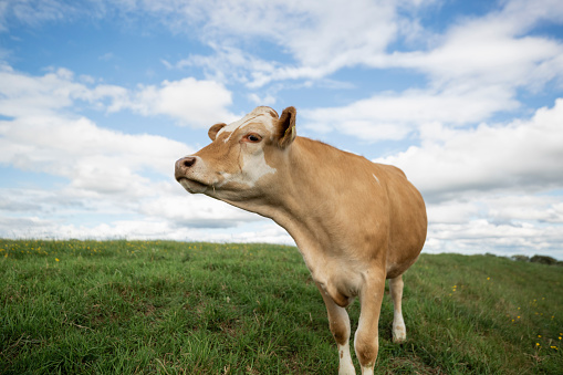 A close-up shot of a cow at a farm in North East, England.