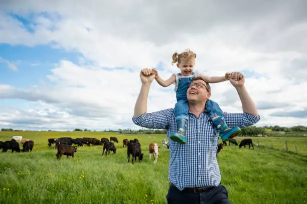 A front-view shot of a father walking along a field with his young daughter sitting on his shoulders, he is at his farm in North East, England. A group of cows is nearby. The father is teaching his Daughter about the farm.