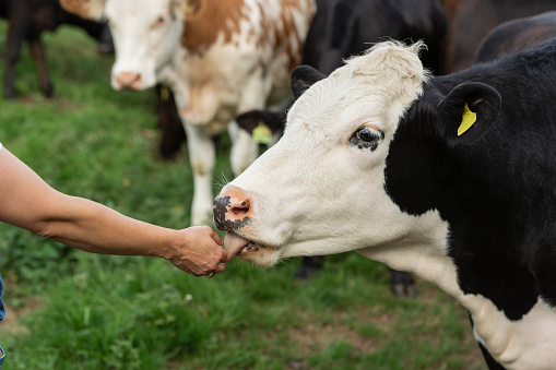 A side-view shot of an unrecognizable woman hand-feeding a cow, she is at her farm in North East, England. The cow is licking her hand.